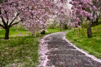 Pink Blossom Path