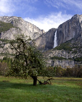 Yosemite Falls and Flowering Tree II