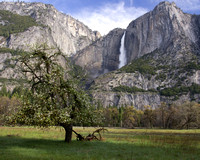 Yosemite Falls and Flowering Tree I