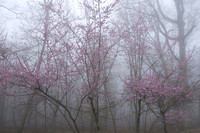 Pink Blossoms & Mist