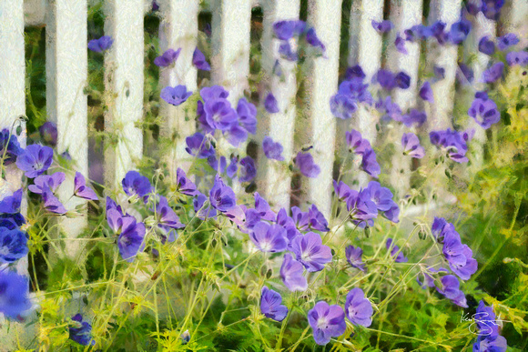 Blue Flowers and Fence