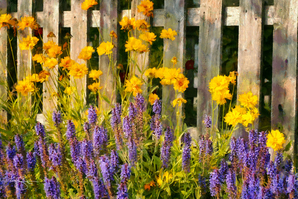 Purple and Yellow Flowers with Fence