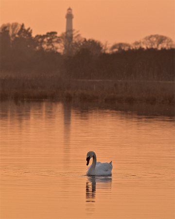 Swan & Lighthouse