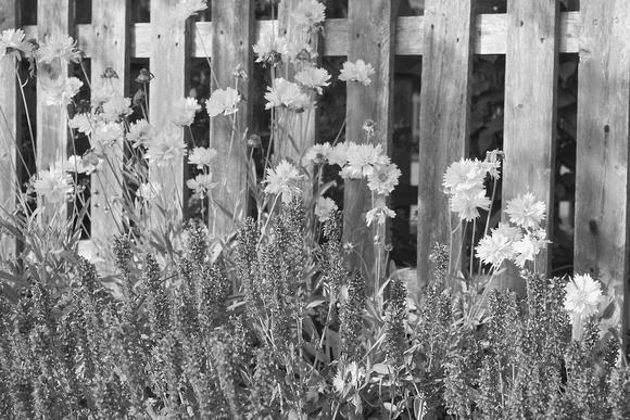 Flowers & Fence