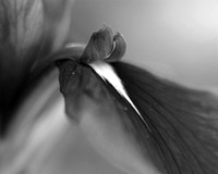 Siberian Iris I
