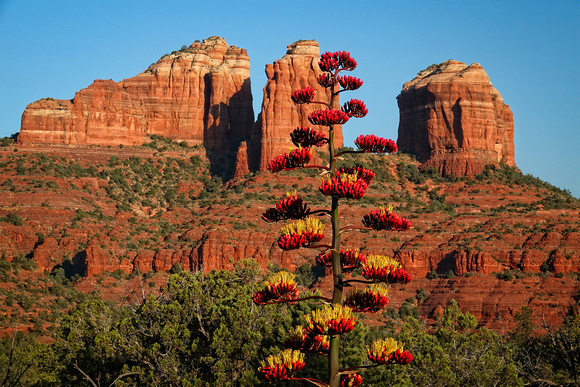 Century Plant and Red Rocks