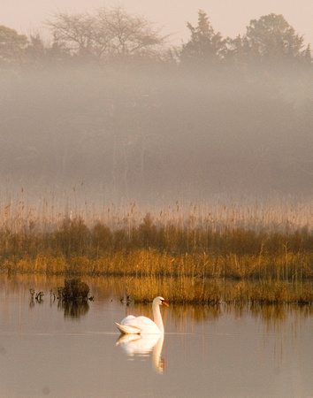 Morning Swan