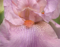 Peach Iris Closeup