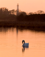 Swan and Lighthouse