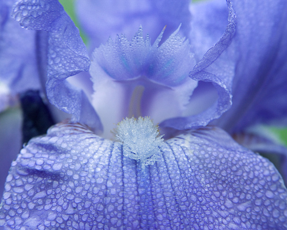 Blue Iris with Dew