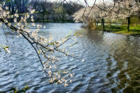 Lakeside Blossoms