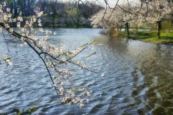 Lakeside Blossoms