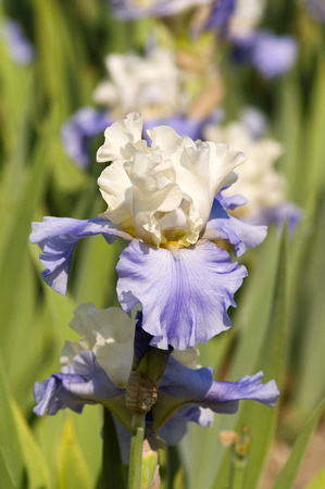 Blue & Cream Bearded Iris