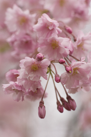 Magenta Blossoms