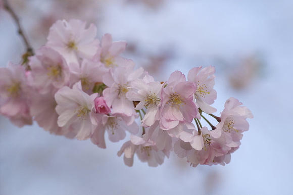 Pink Blossom Closeup I