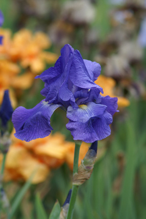 Blue & Orange Iris