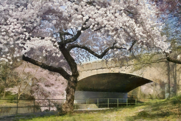 Blossoms and Bridge