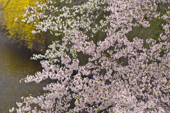 Pink, White & Yellow Blossoms I