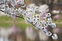 White Blossoms & Spring Colors
