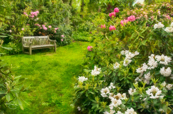 Rhododendrons and Bench