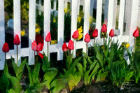 Tulips and Fence