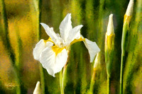 White Siberian Iris