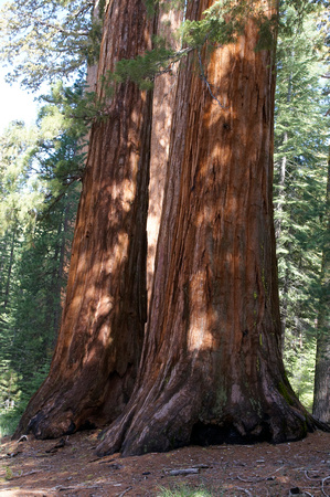 Giant Sequoias, Mariposa Grove