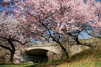 Pink Blossoms with Bridge