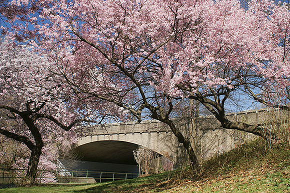 Pink Blossoms with Bridge