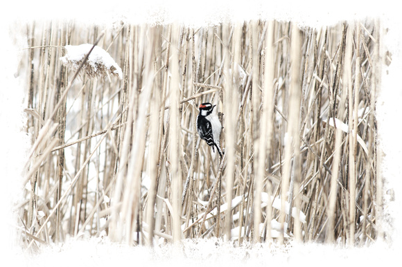 Winter Woodpecker