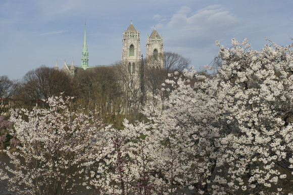 Cathedral Blossoms