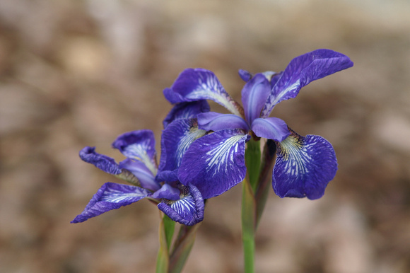 Fancy Siberian Iris