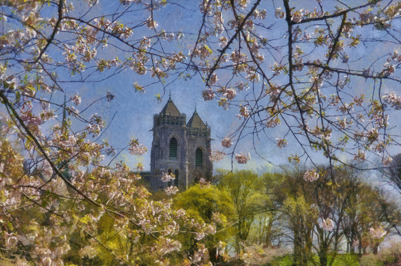 Cathedral Blossoms