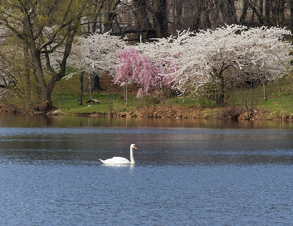 Swan with Cherry Trees