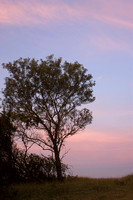 Dawn Tree